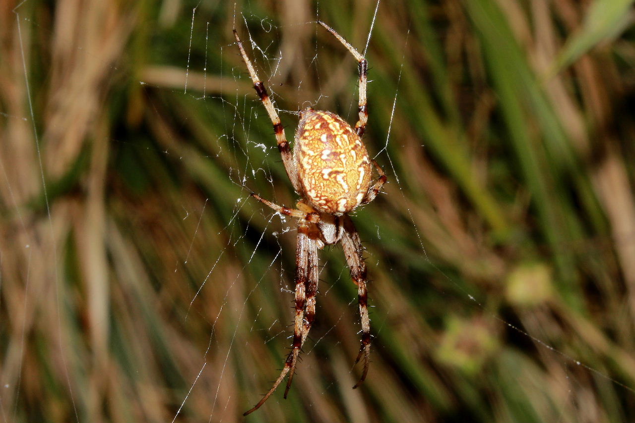Neoscona byzanthina - Genova